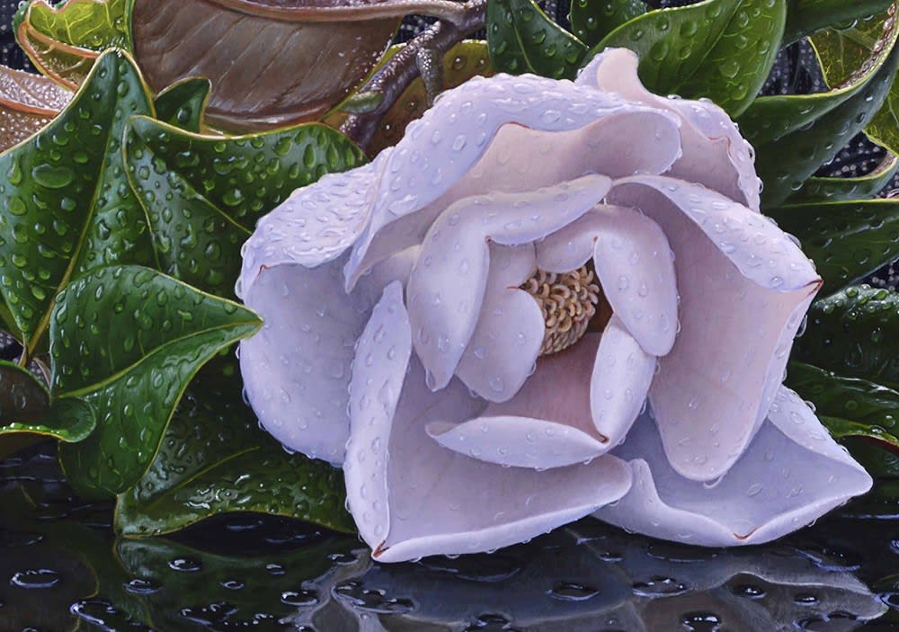 hyper-realistic painting of a single magnolia blossom that has fallen onto a reflective ground. Water droplets and small puddles reflect the flower.