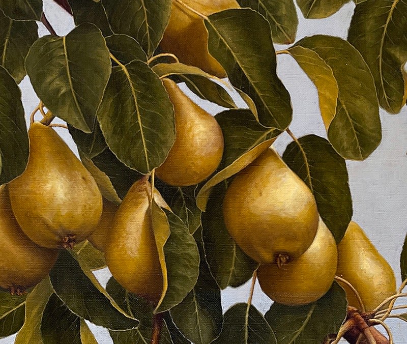 Pears hanging from leaved branches