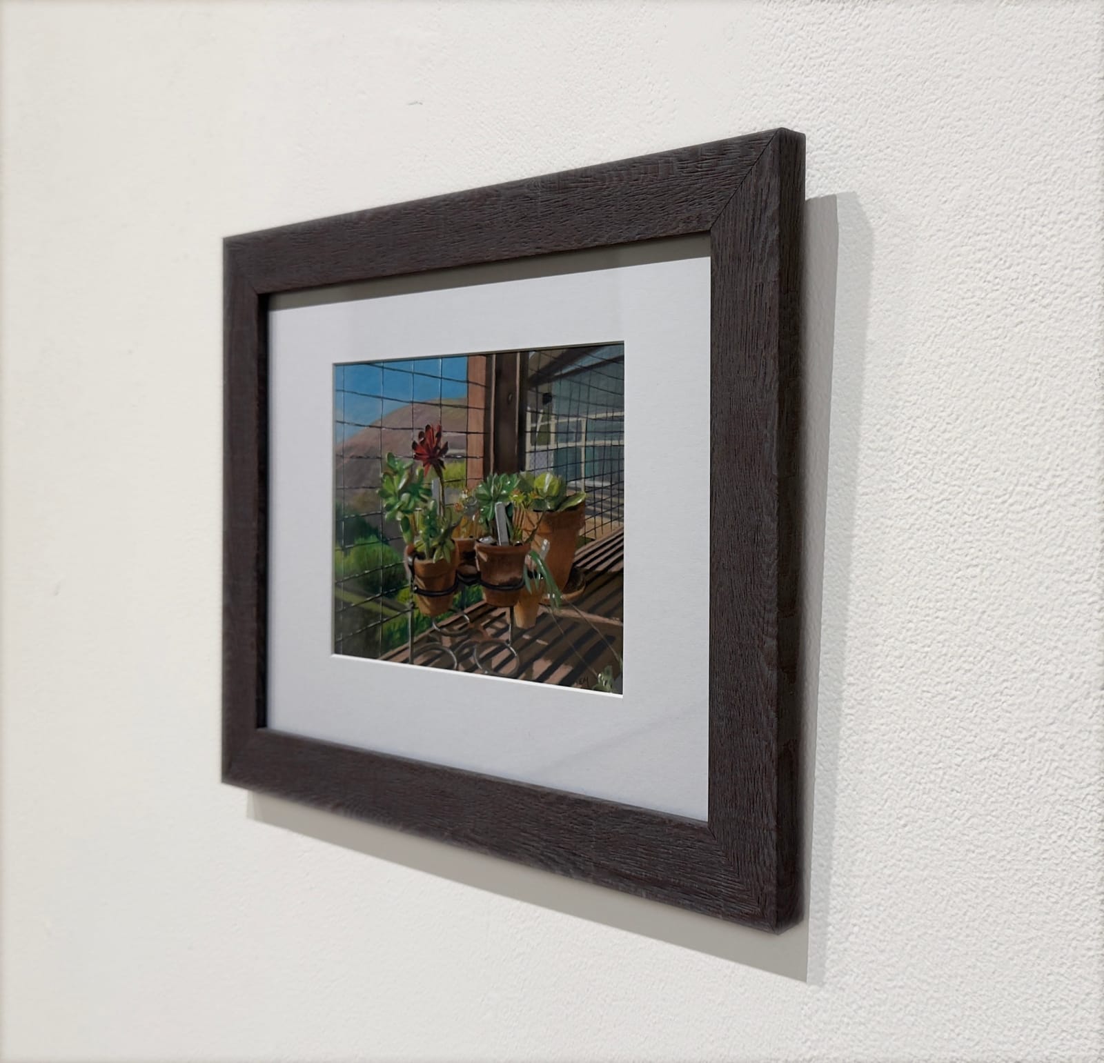 Cacti in pots on window ledge