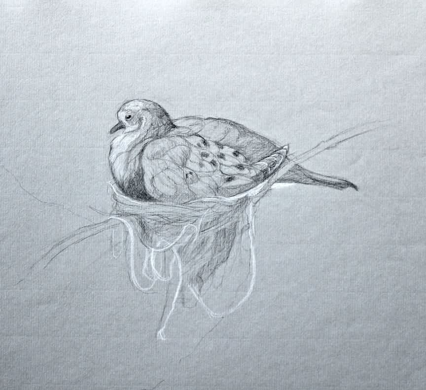 Study of dove in nest on paper