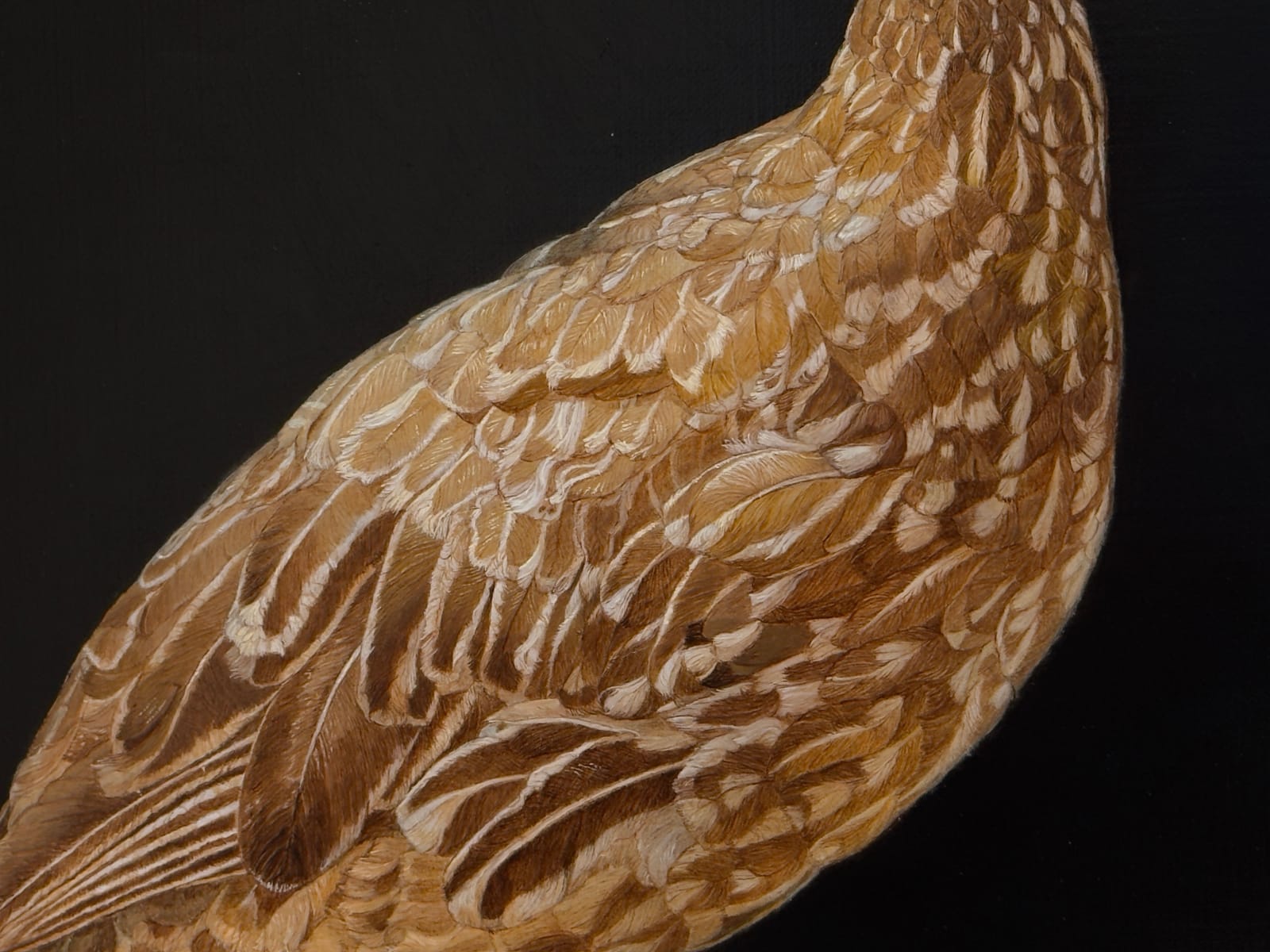 Painting of an African ground bird