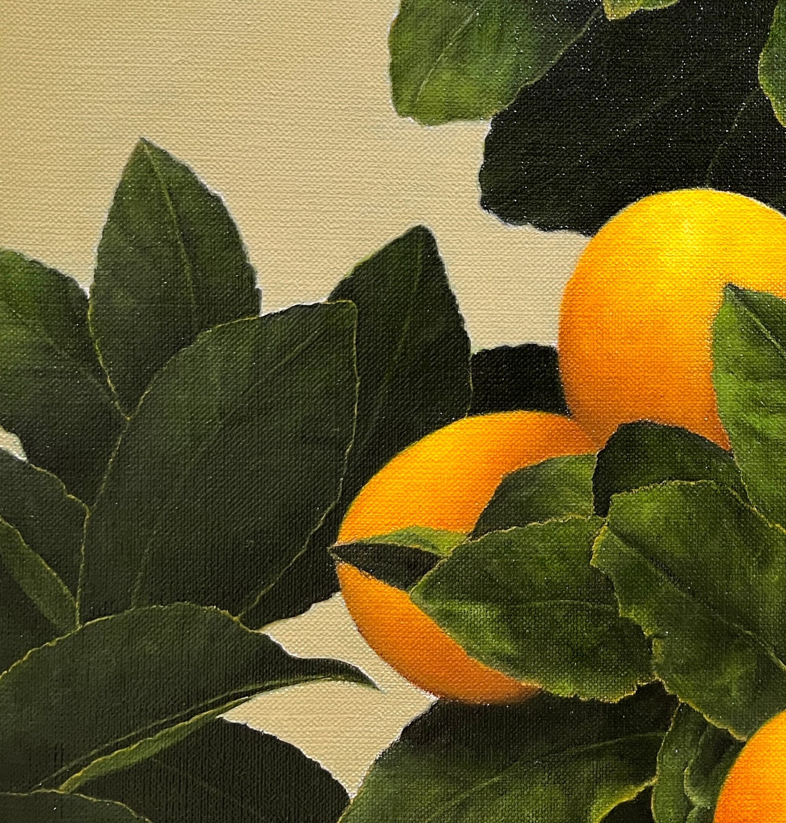 Detail of Lemons growing from dark green leaves