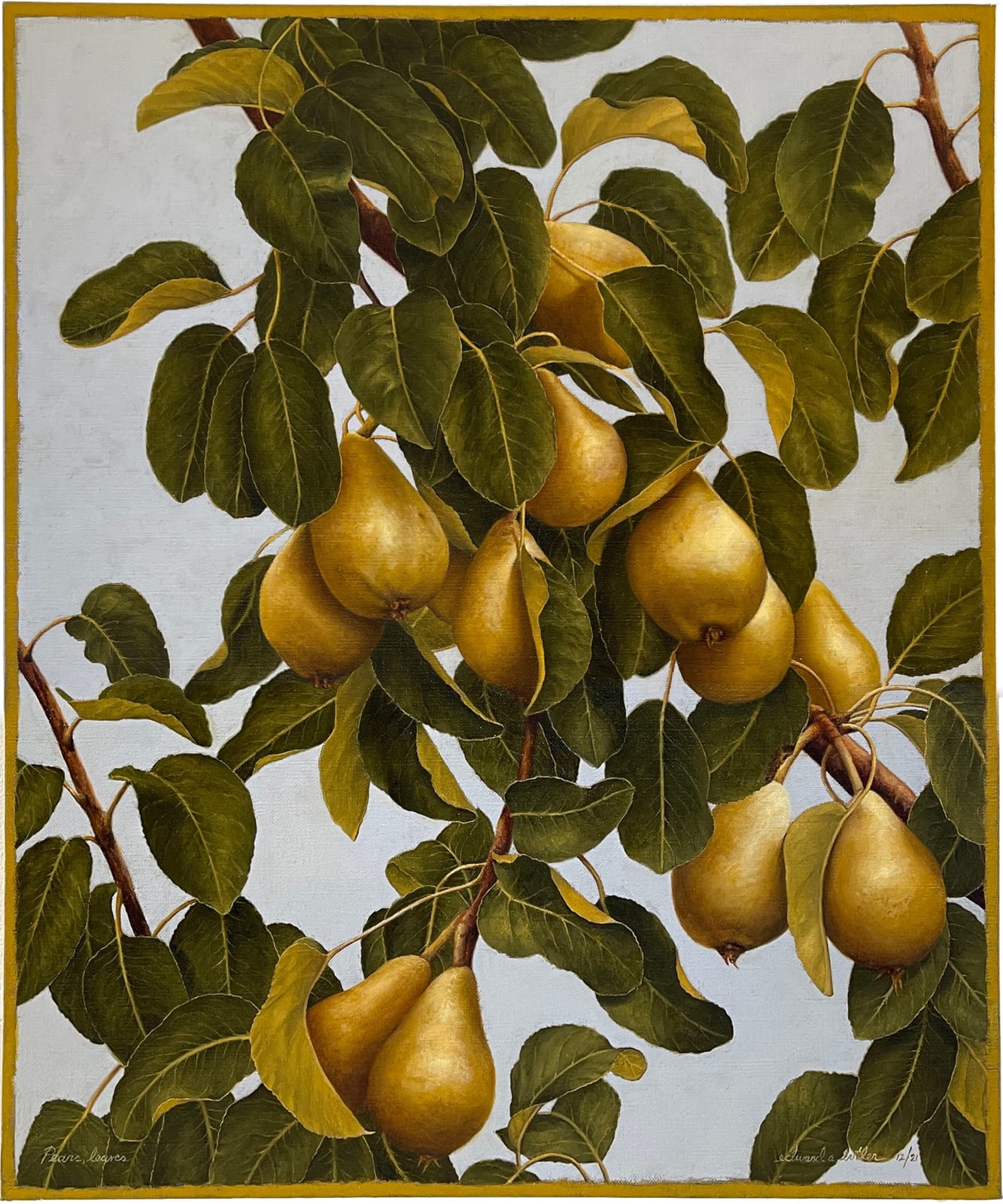 Pears hanging from leaved branches