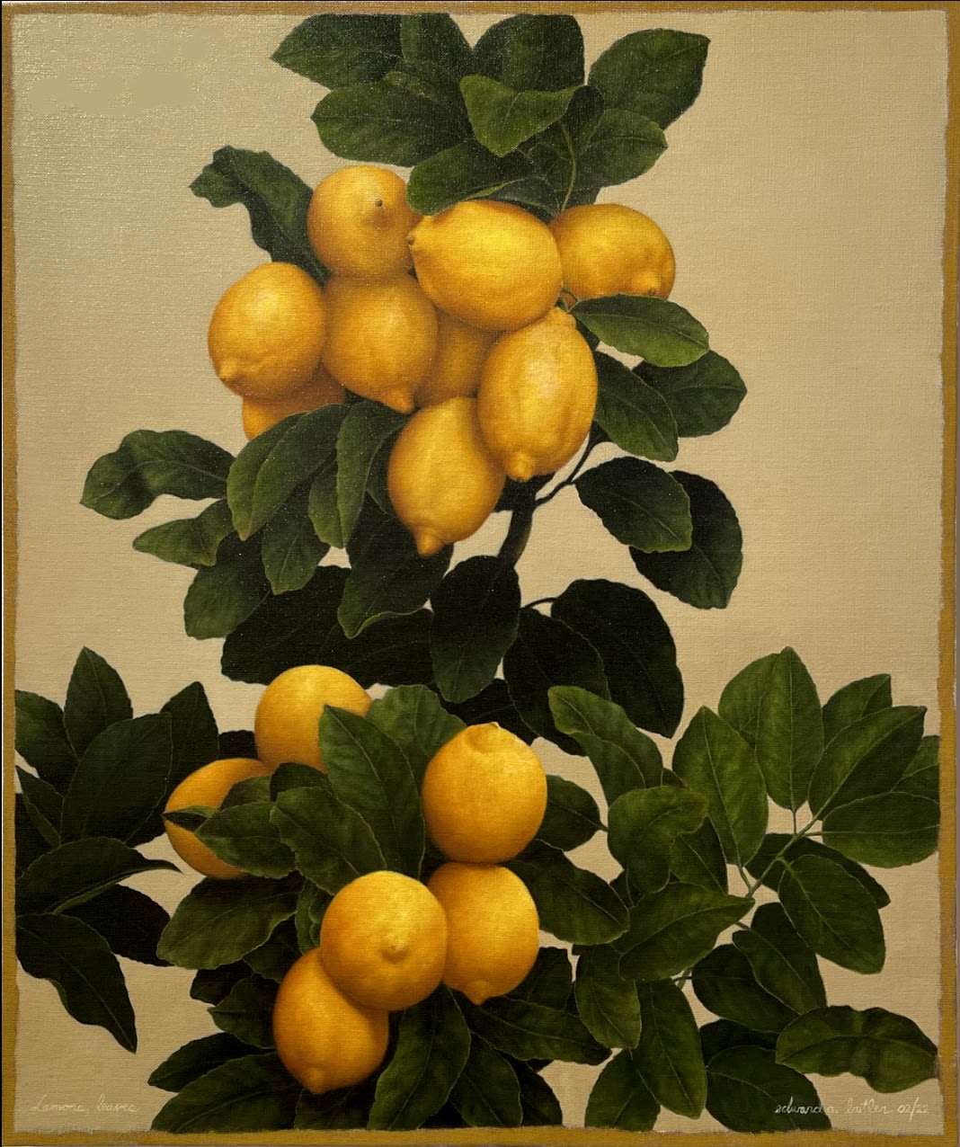Lemons growing from dark green leaves