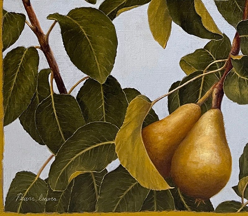 Pears hanging from leaved branches