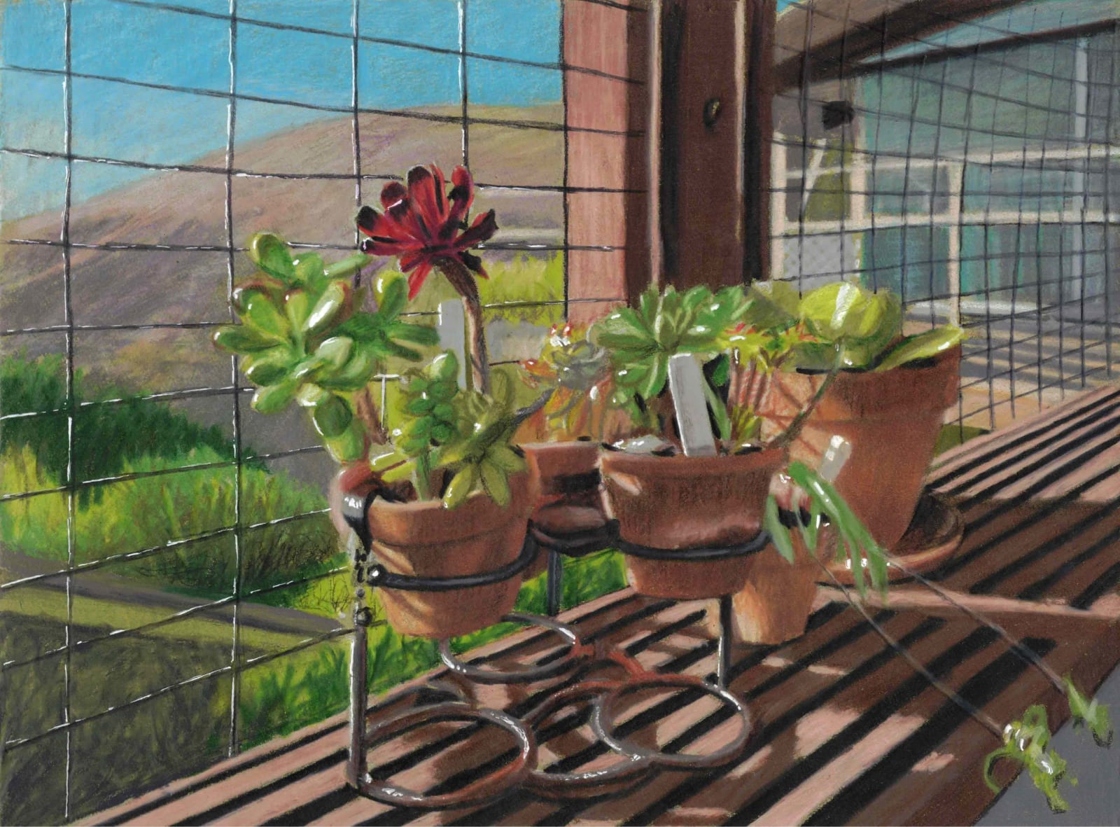 Cacti in pots on window ledge