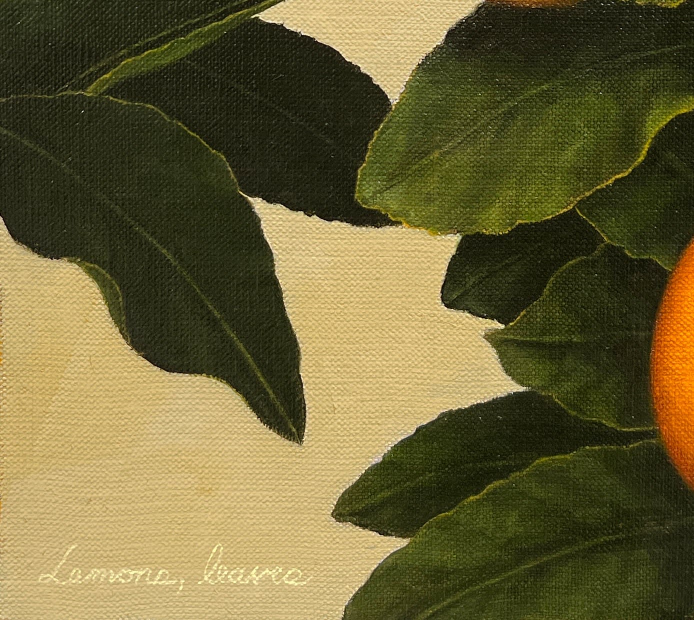 Detail of Lemons growing from dark green leaves