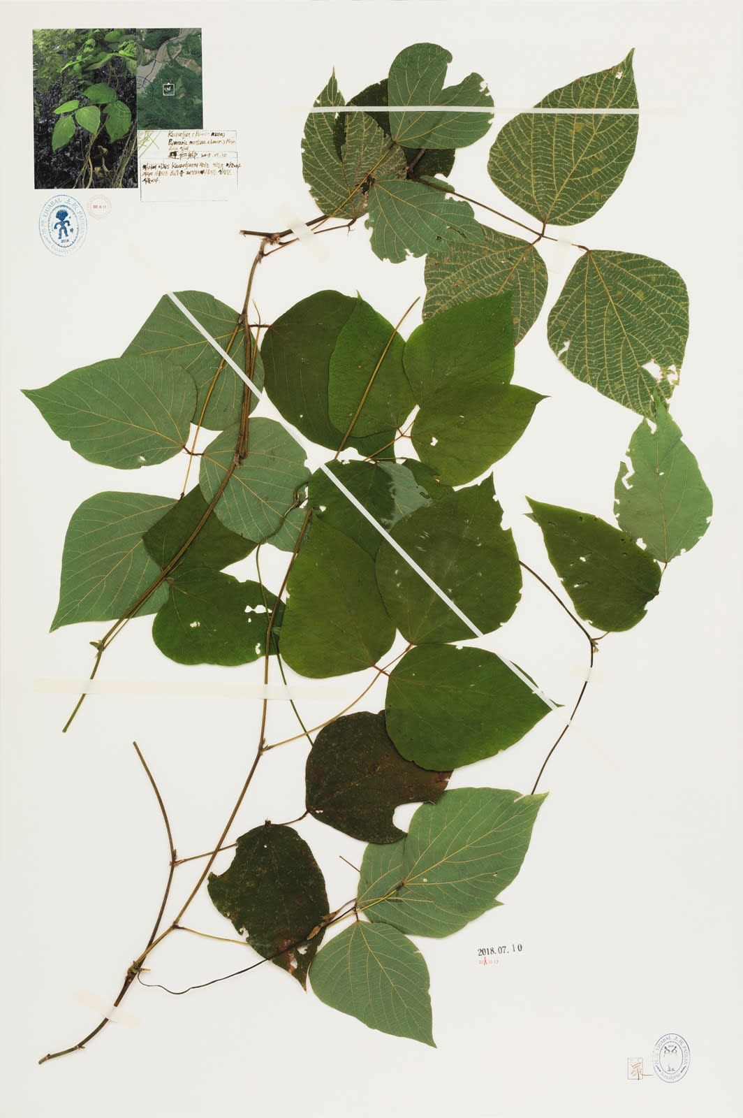 NA HYUN, Formosa Project-P03, 2021
