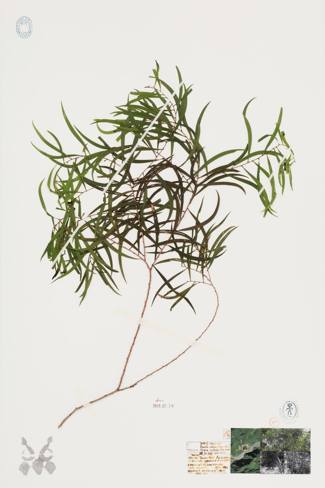 NA HYUN, Formosa Project-P13, 2021