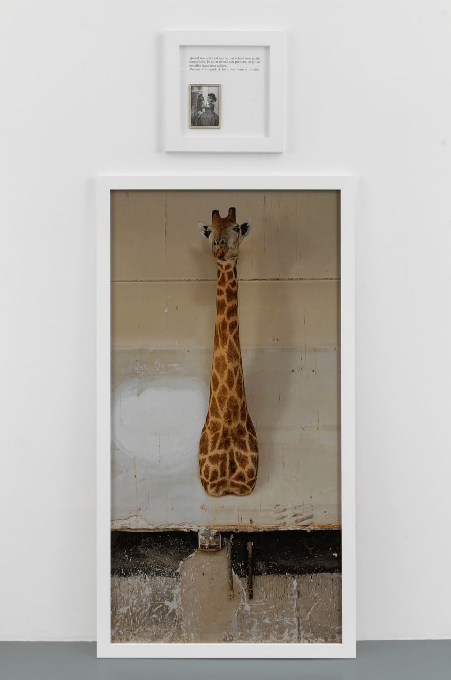 Sophie Calle, La Girafe / The Giraffe, 2012