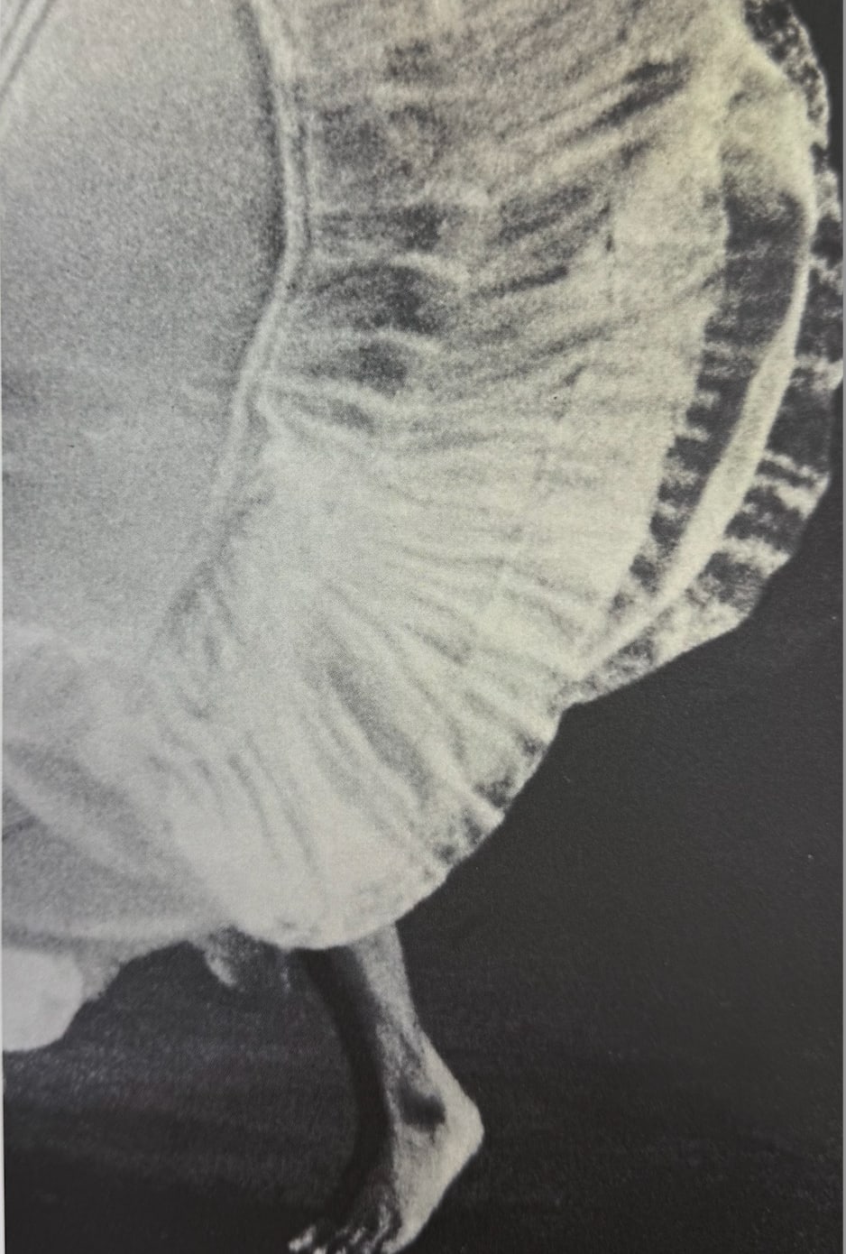 Jytte Rex, Digt, 2025