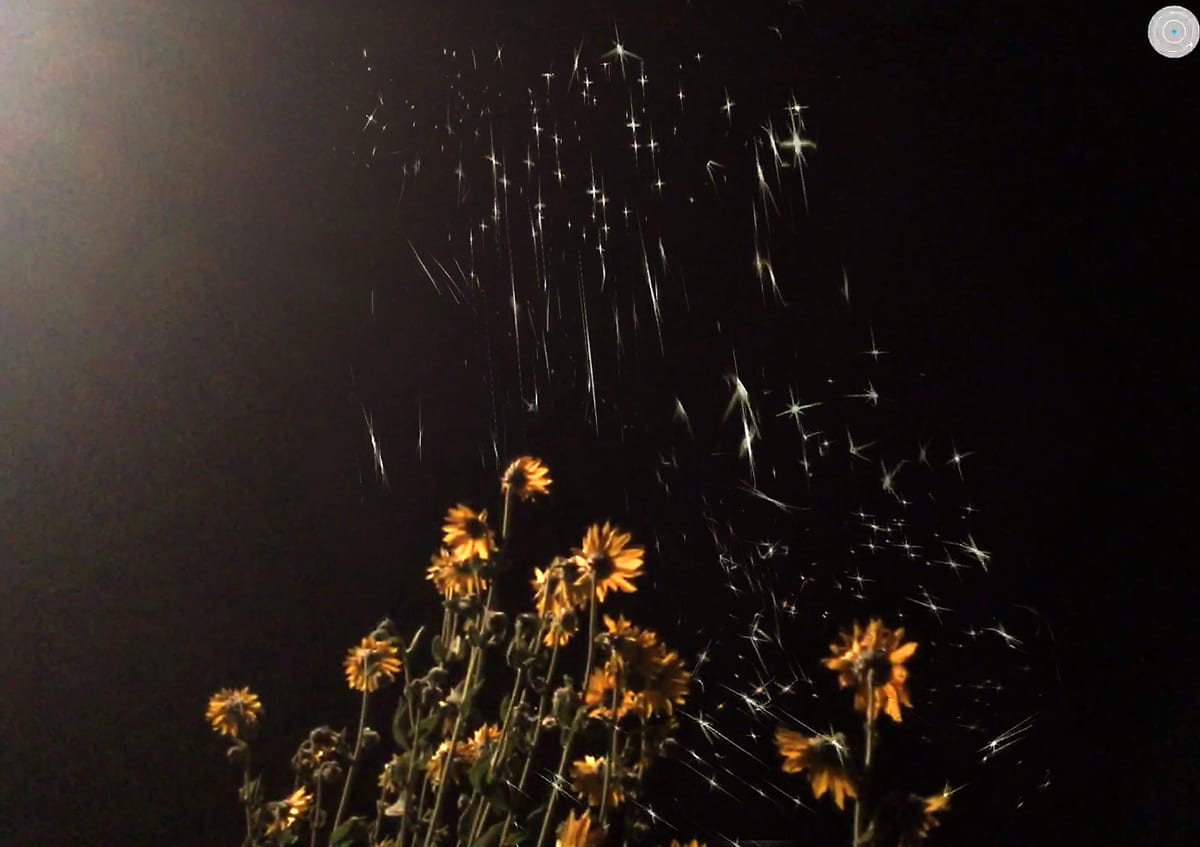 Will Pappenheimer, Pulsar Bodies