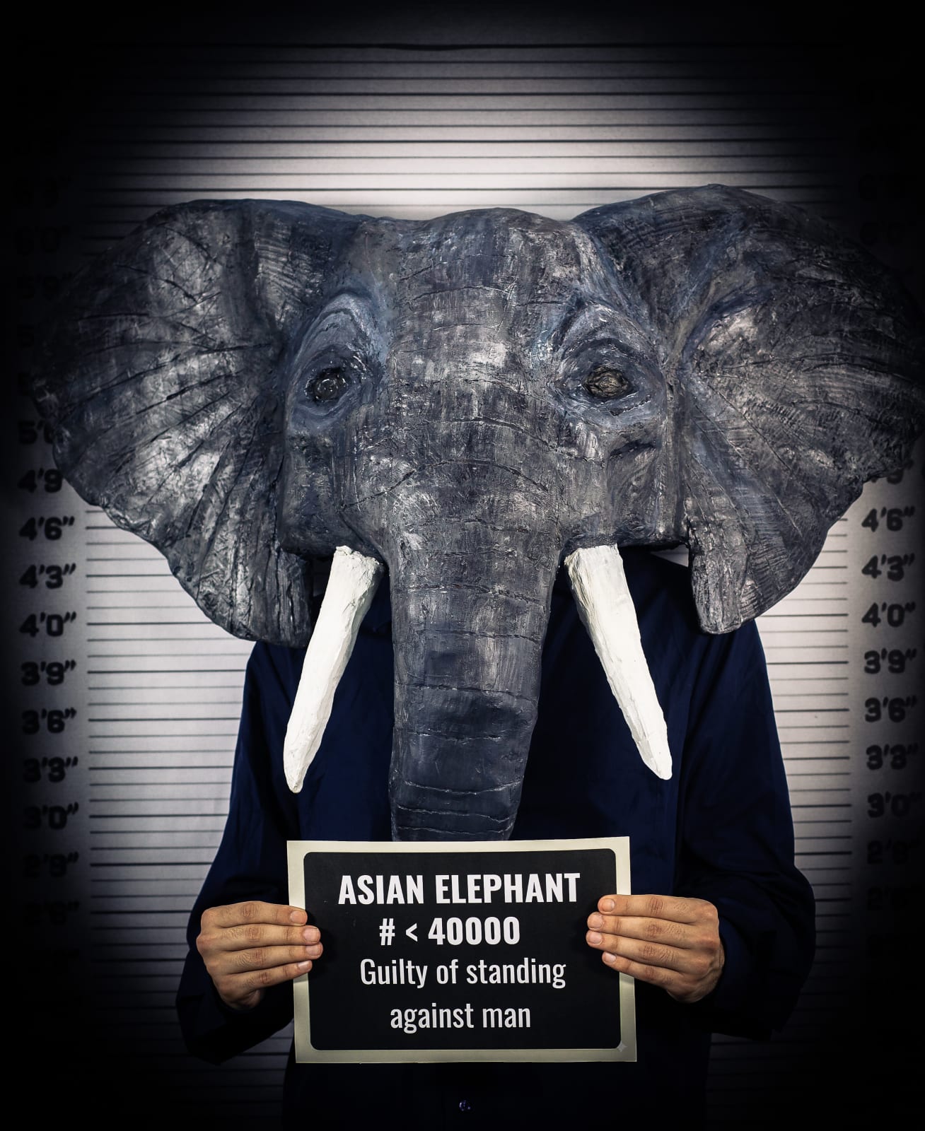 Sabina Jafar, Asian elephant, 2025