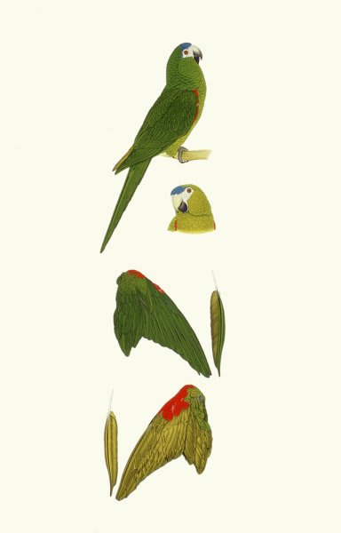 Elizabeth Butterworth, Red Bellied Macaw, Illiger's Macaw and Blue-Headed Macaw, 1993