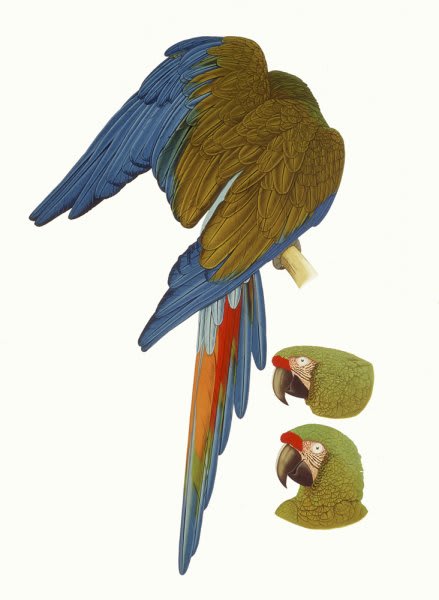Elizabeth Butterworth, Hahn's Macaw and Noble Macaw, 1993