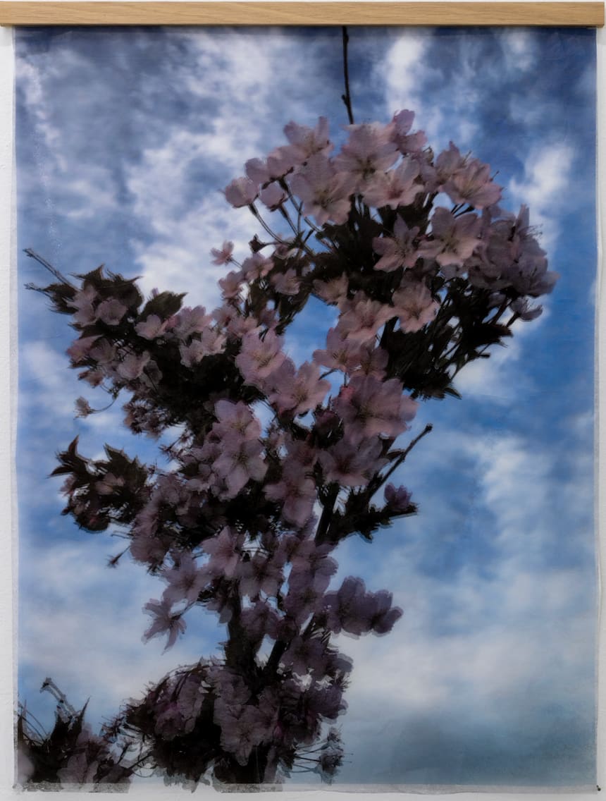 Katrín Elvarsdóttir, Cherry Blossoms 11 b, 2024