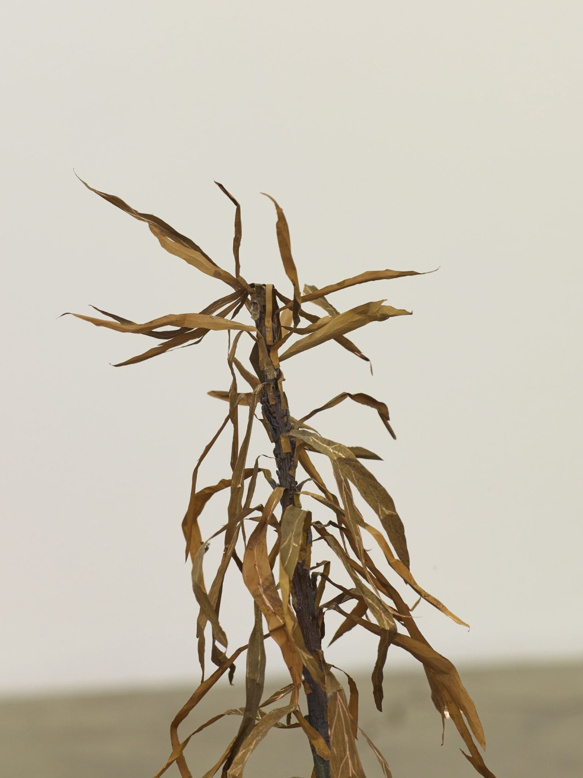 Kelly Akashi, Hairy Weed, 2016