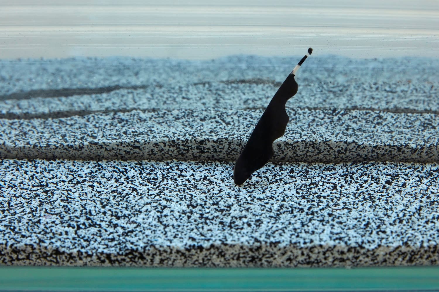 Max Hooper Schneider, DIALECTRIX: DIVISION APTERONOTUS (JESUS SAVES), 2020