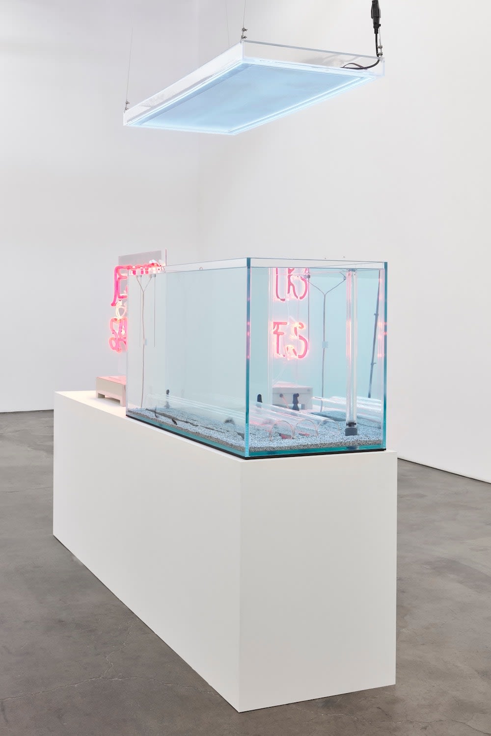 Max Hooper Schneider, DIALECTRIX: DIVISION APTERONOTUS (JESUS SAVES), 2020