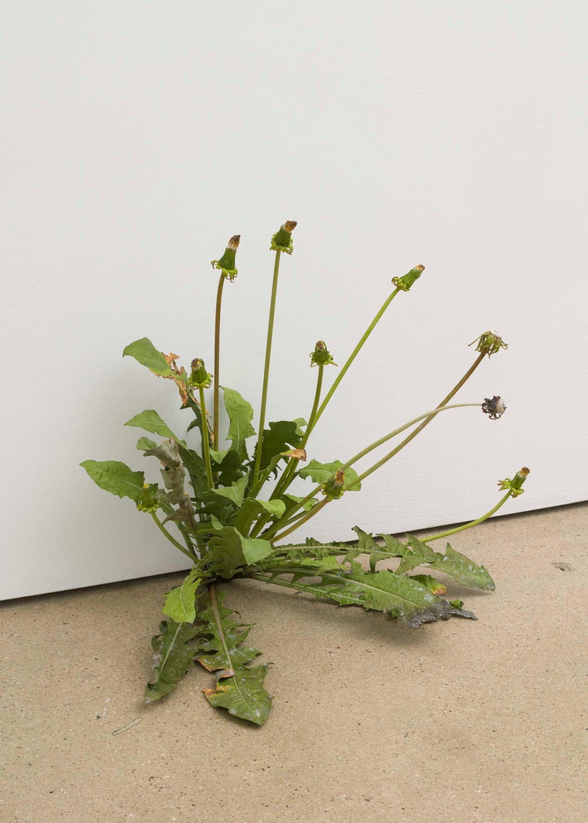 Tony Matelli, Weed, 2023