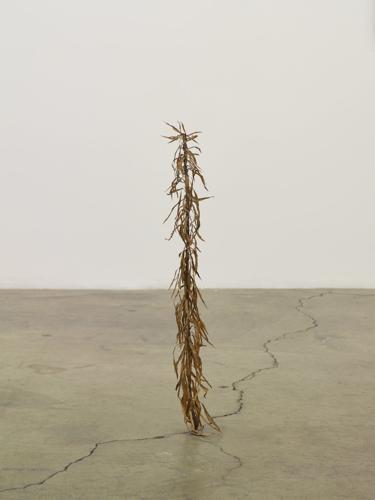Kelly Akashi, Hairy Weed, 2016