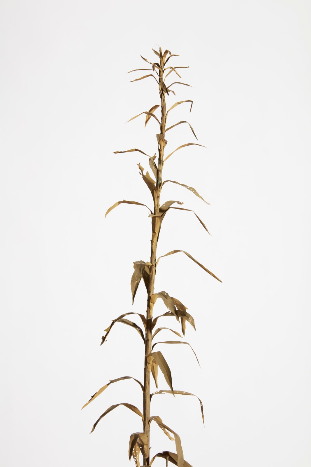 Kelly Akashi, Conjoined Weeds, 2020-2021