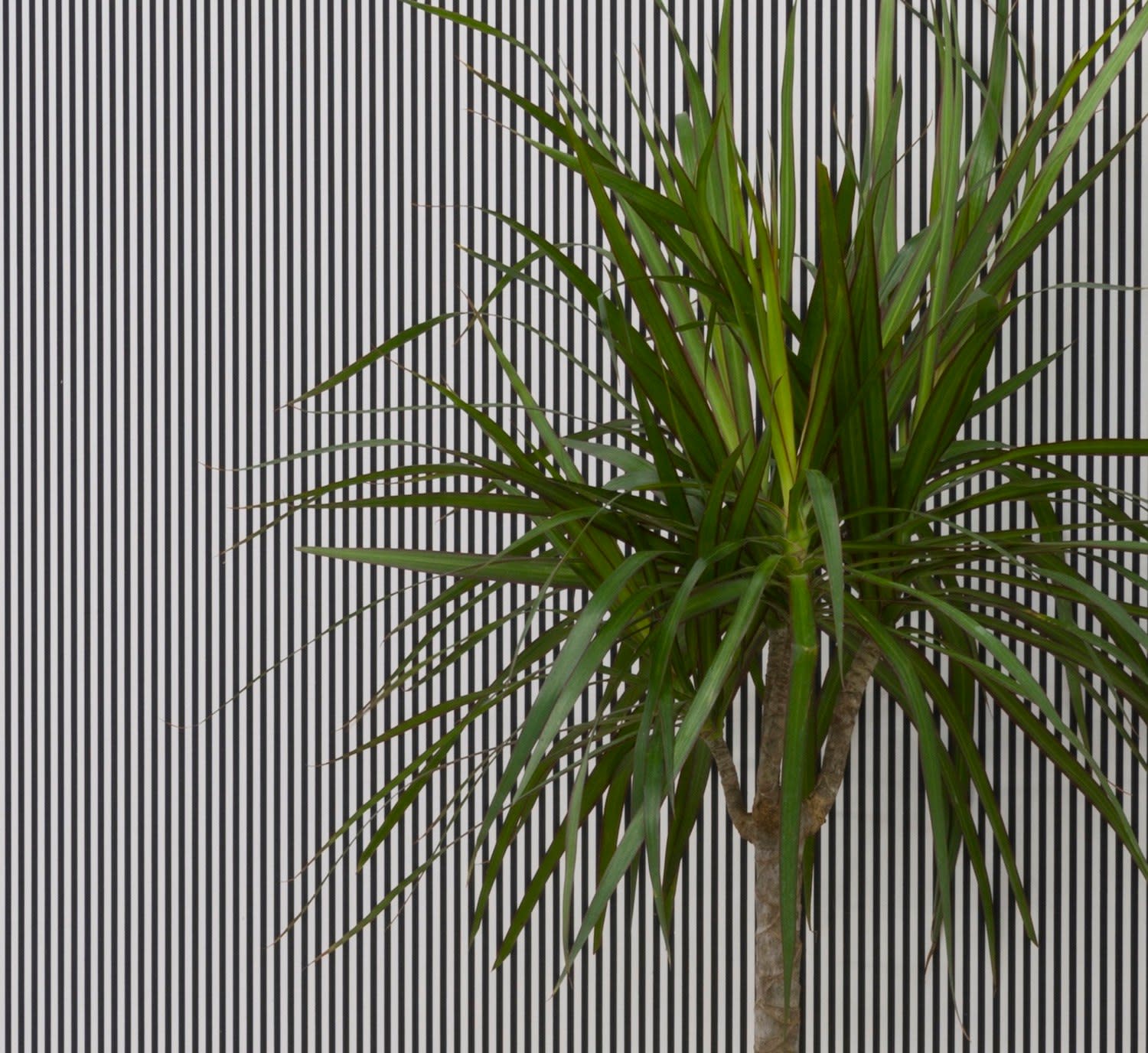 Davide Balula, Hide, train, rescue, 2018