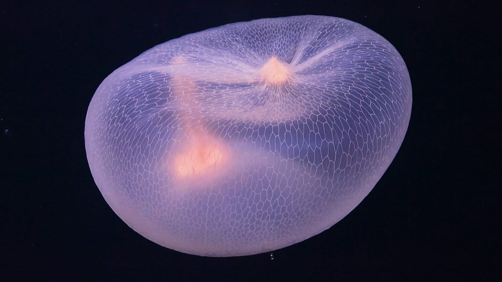 Max Hooper Schneider, The Benthos, Part 1: Creatures of Twilight, 2024