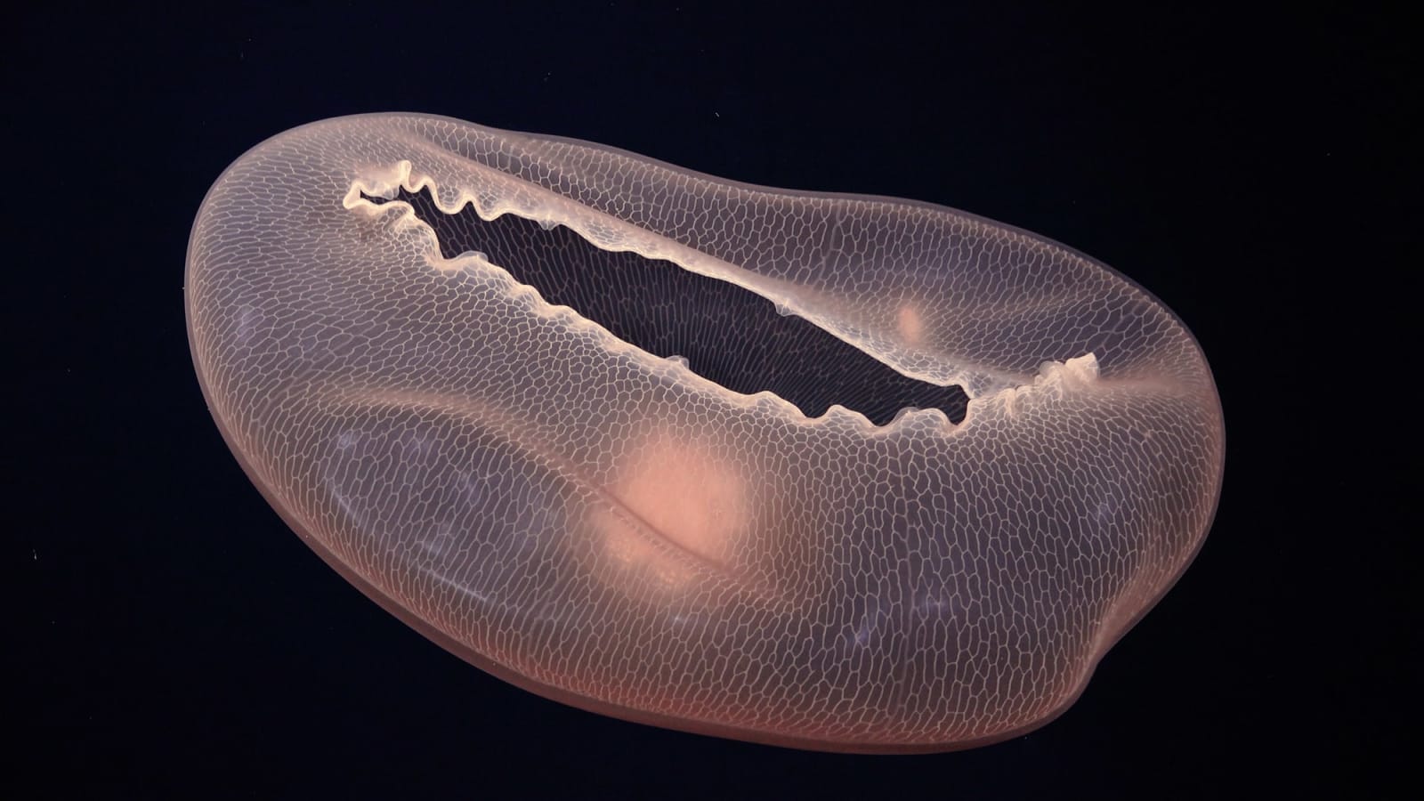 Max Hooper Schneider, The Benthos, Part 1: Creatures of Twilight, 2024