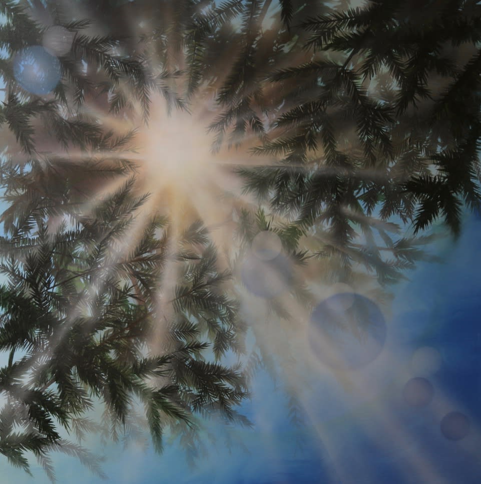 Richard Cole, Fir Tree