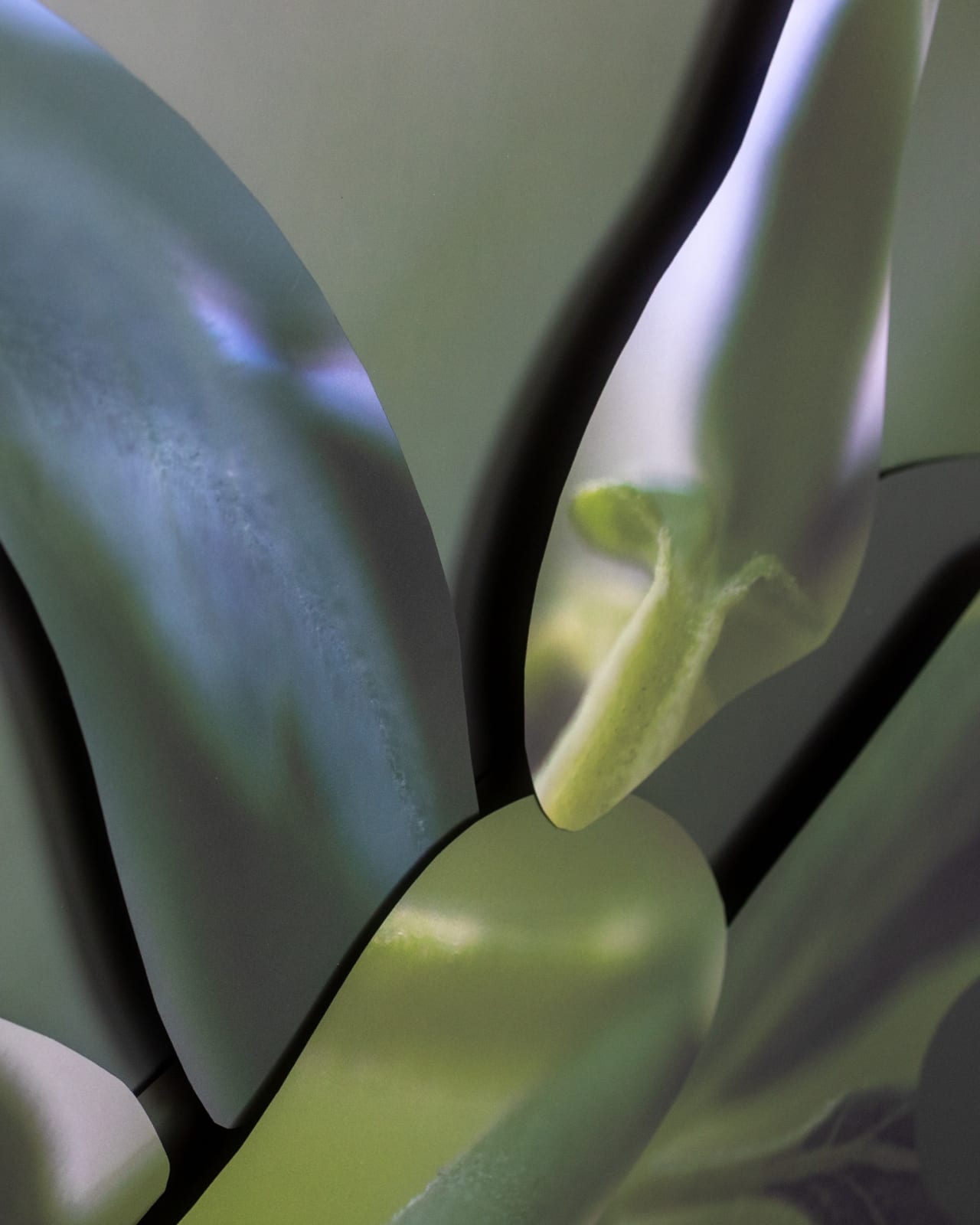 Maria Munar, LeafCrawler