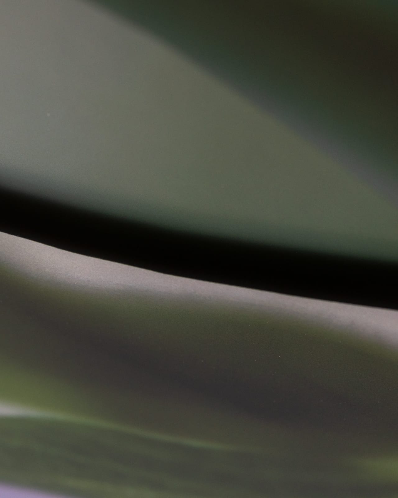 Maria Munar, LeafCrawler