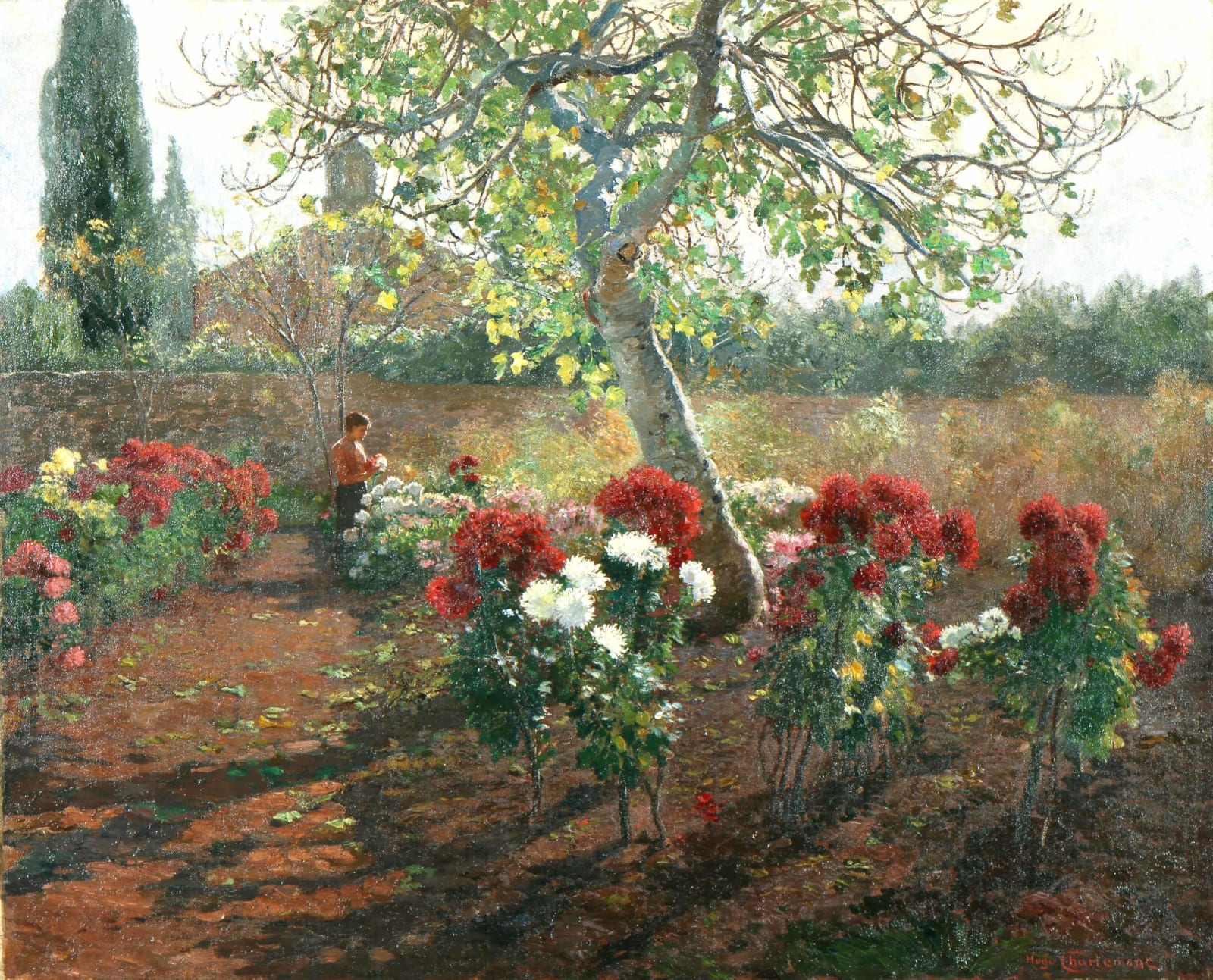 Hugo Charlemont, Chrysanthemen-Garten auf Brioni, um 1906