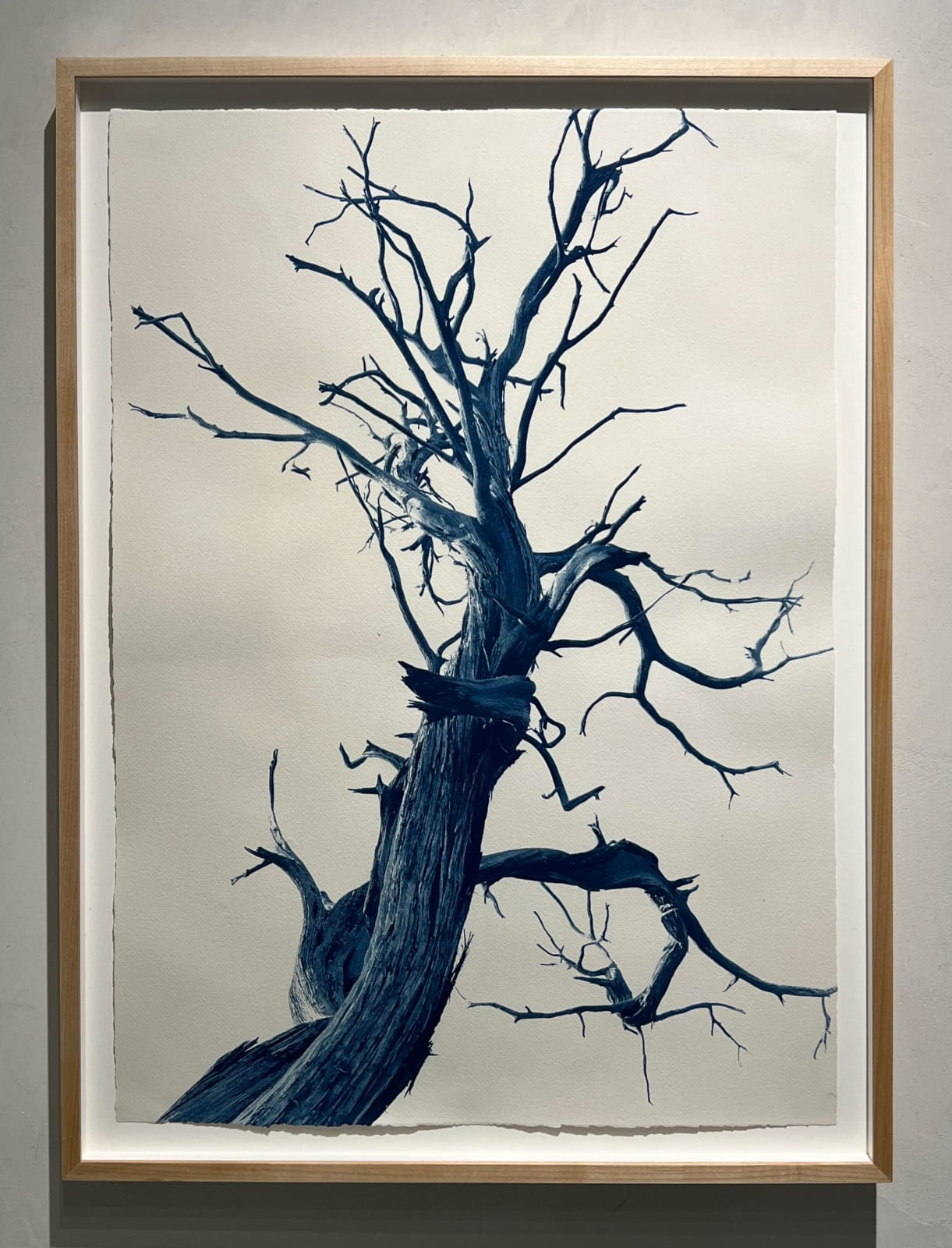 Dora Somosi cyanotype of Juniper tree at gilman contemporary
