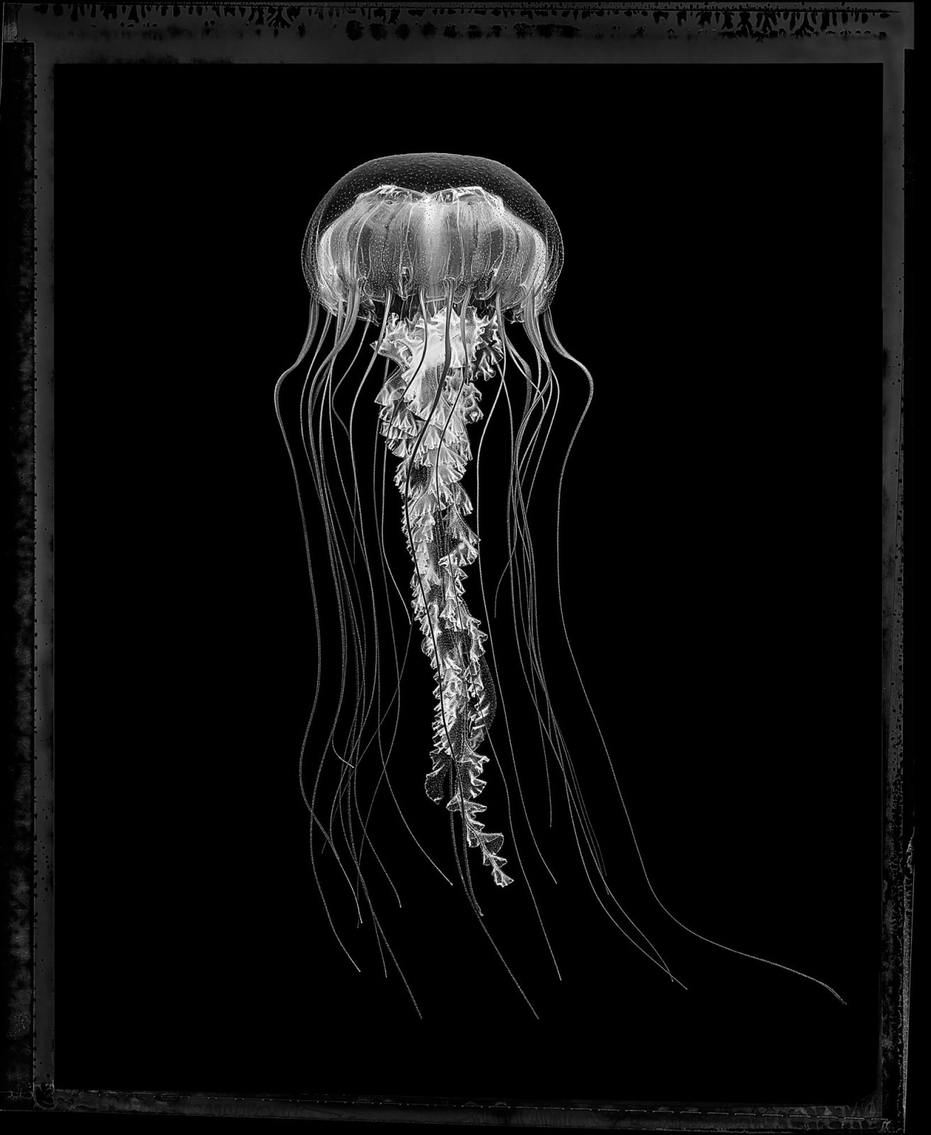 jan schlegel jellyfish platinum print gilman contemporary sun valley