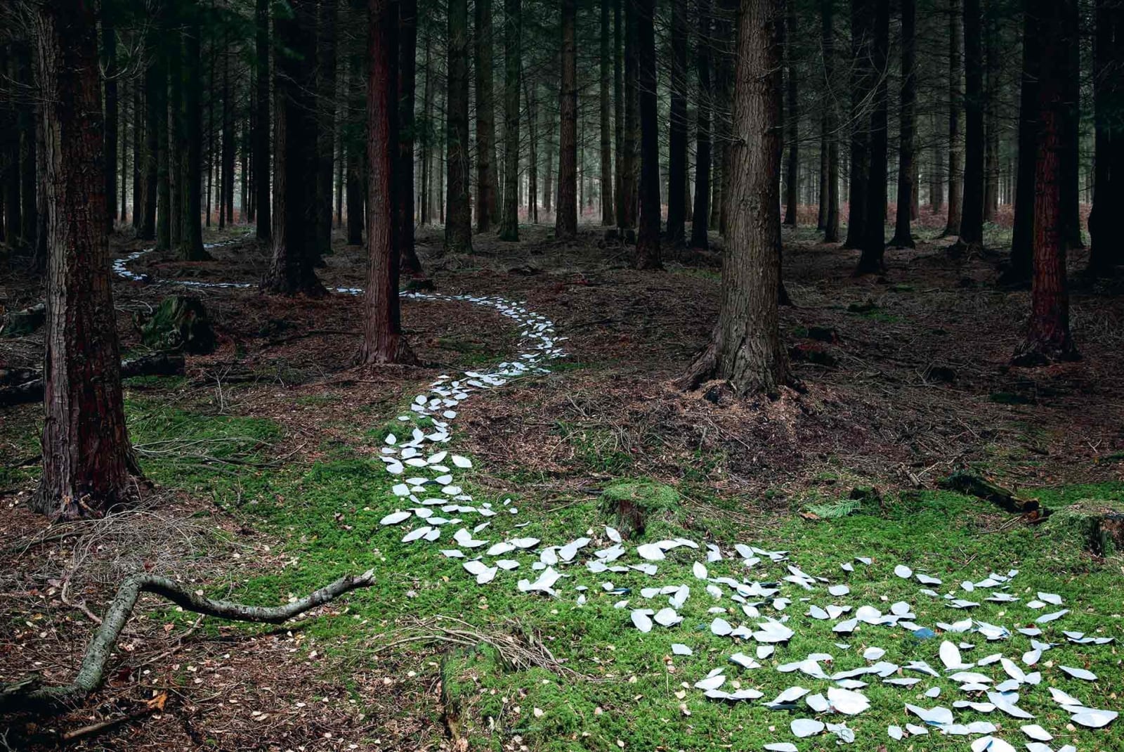Ellie Davies photography English forests c-prints buy here Gilman Contemporary Sun Valley art gallery Idaho
