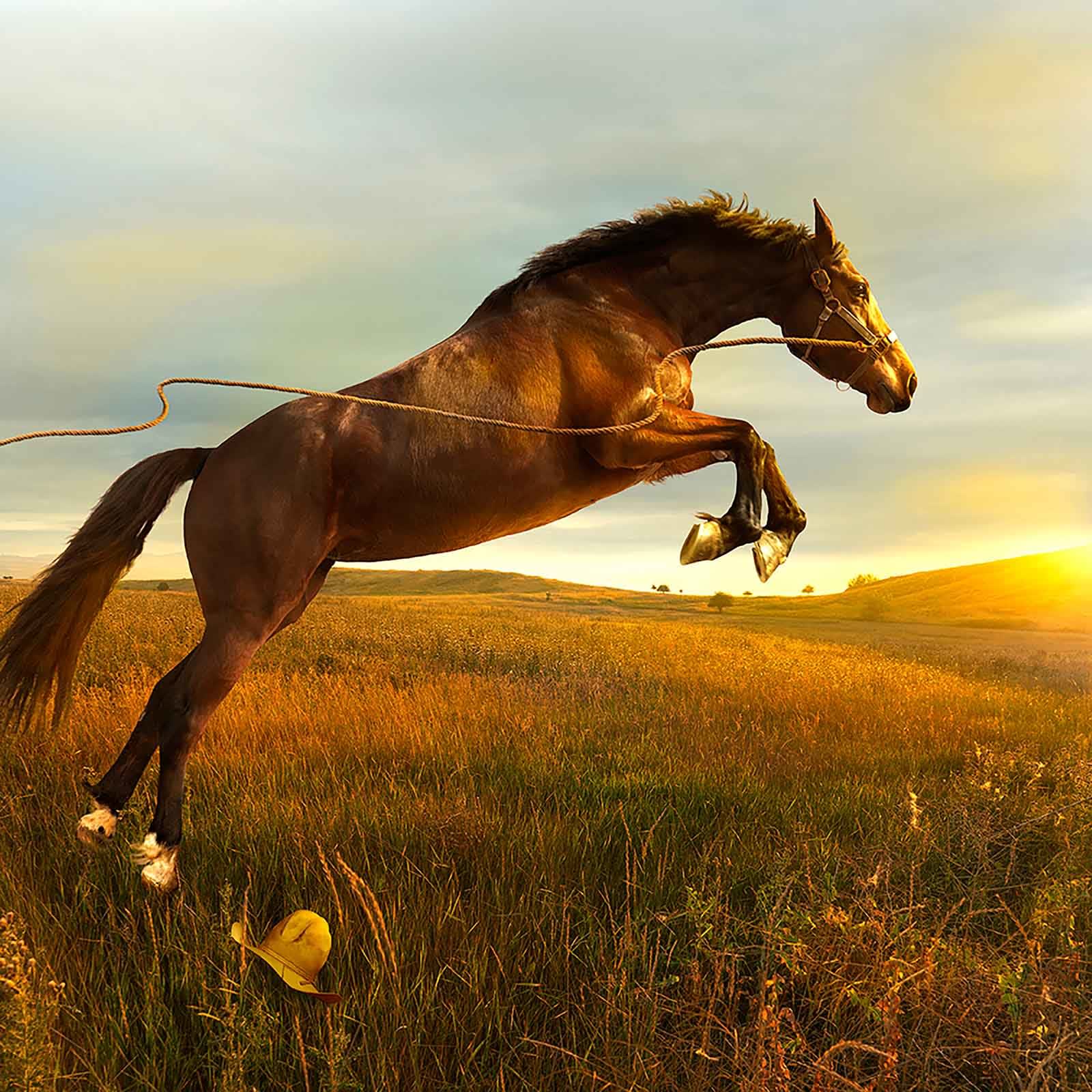 horse jumping sunset sunrise photograph Tom Chambers art prints buy here Sun Valley contemporary art Gilman gallery