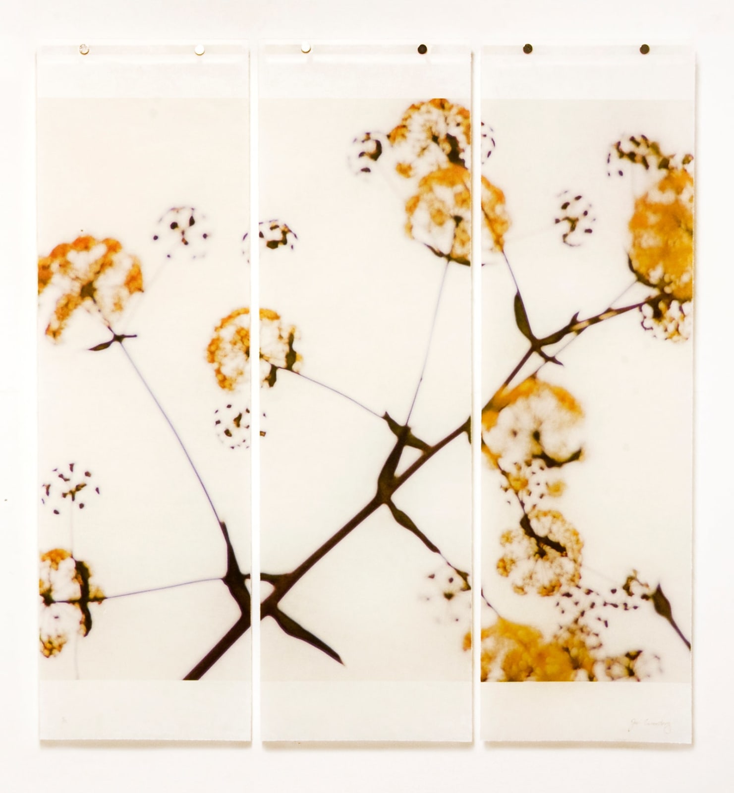 wild fennel photo triptych on kozo paper by Jeri Eisenberg