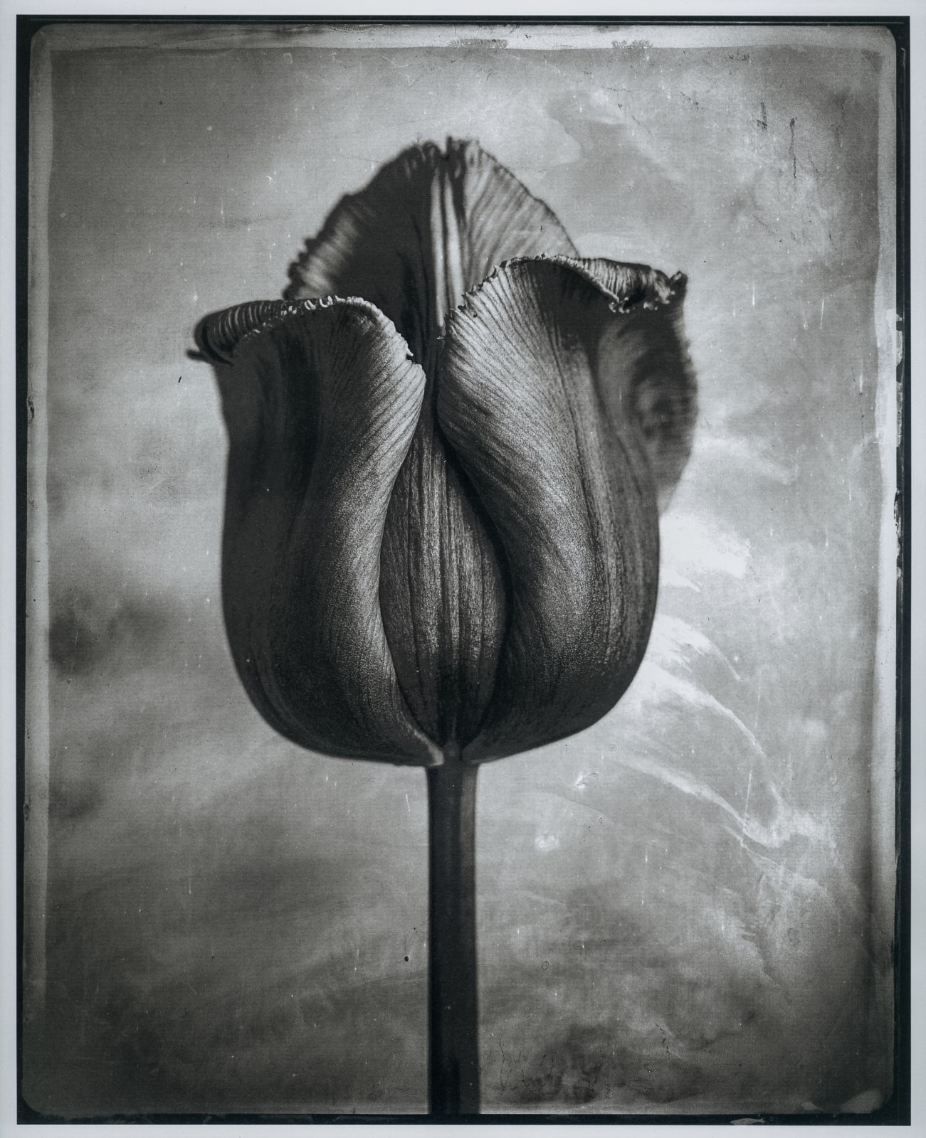 jan schelgel platinum print tulips