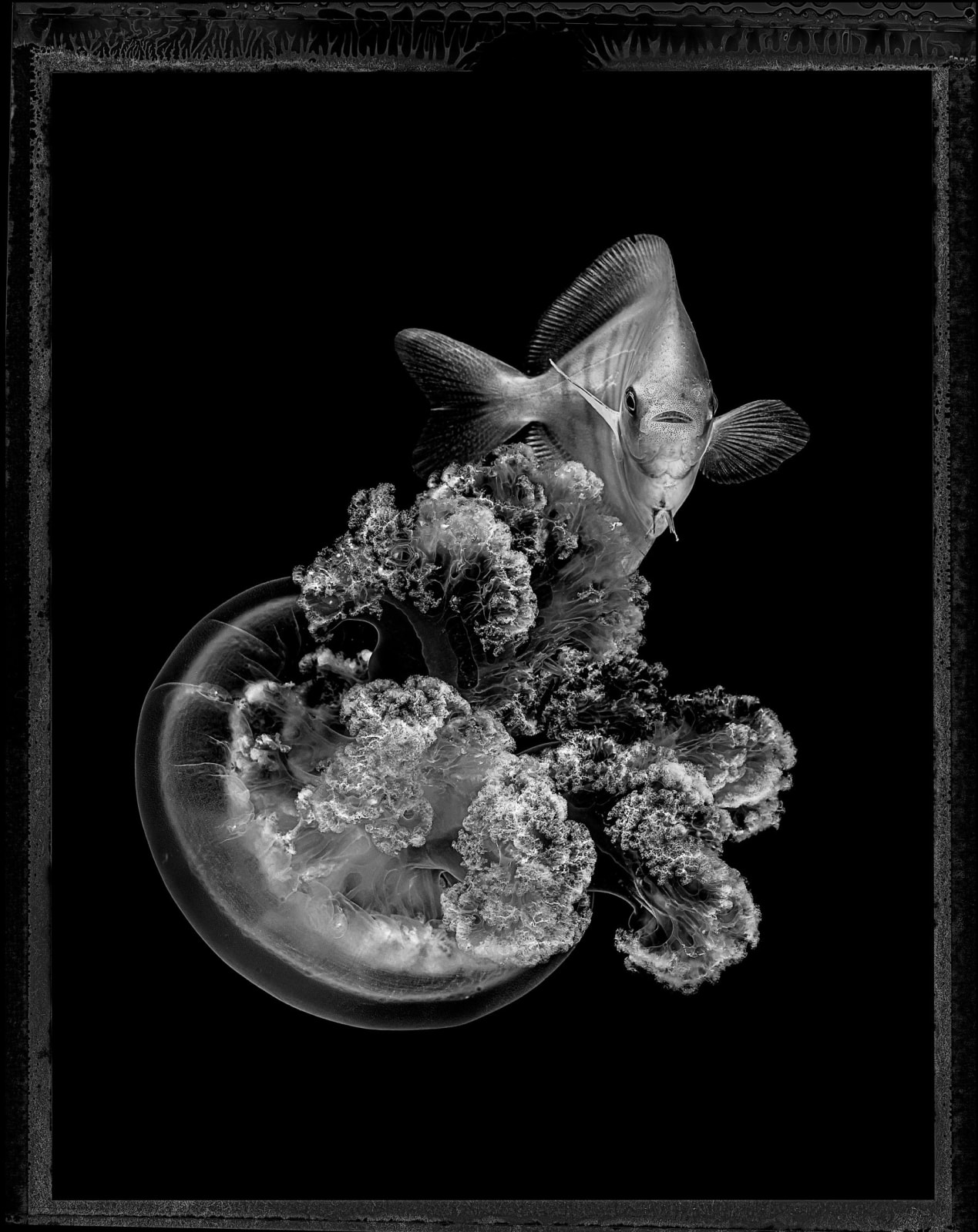 jan schlegel jellyfish platinum print gilman contemporary sun valley