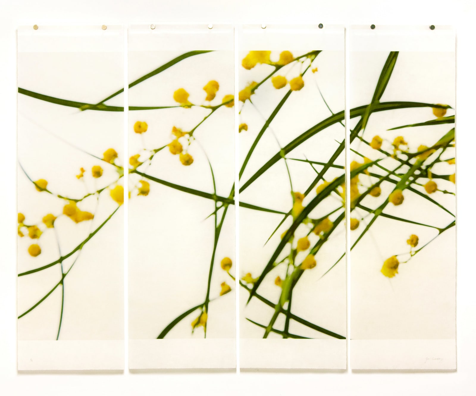 four panel Jeri Eisenberg photo of green stems