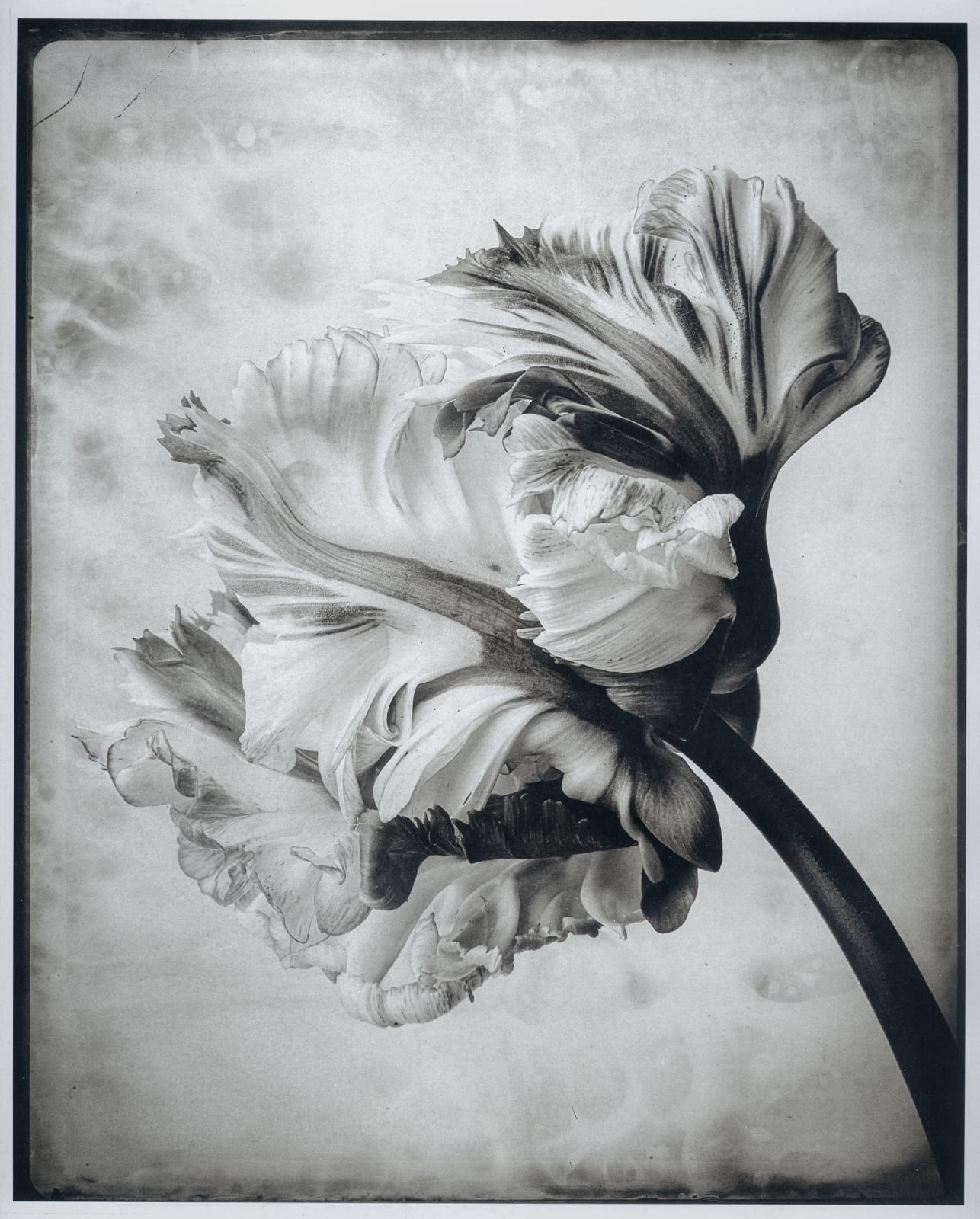 jan schelgel platinum print tulips