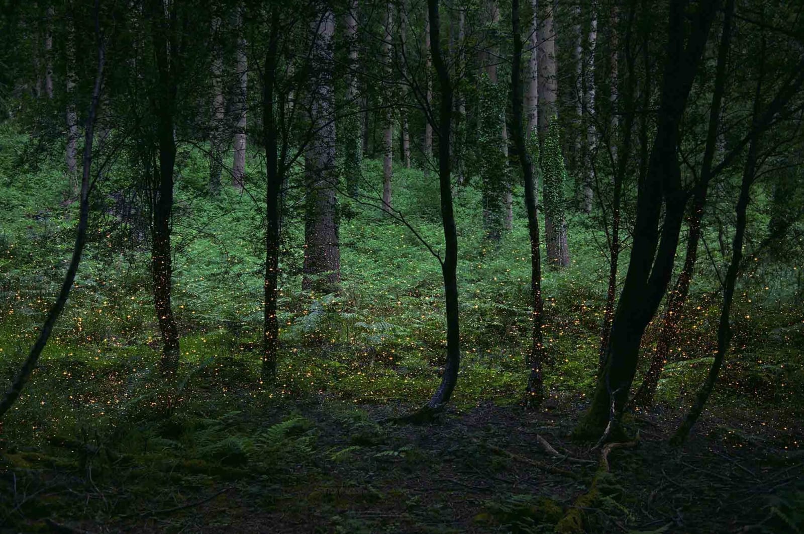 Ellie Davies stars series English photographer buy here Gilman Contemporary Sun Valley art gallery