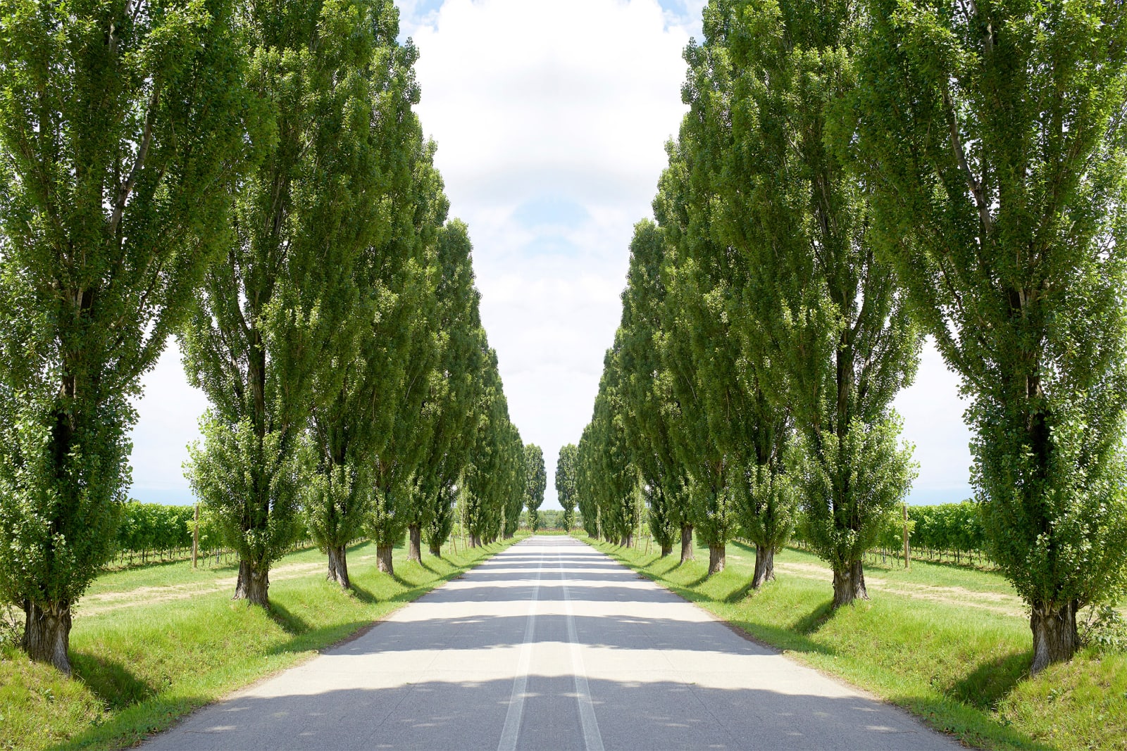 Laurie Victor Kay photo of row of tress in italy