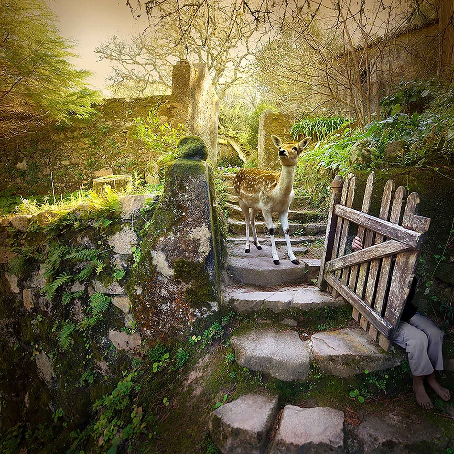 Fawn at garden gate photograph Tom Chambers