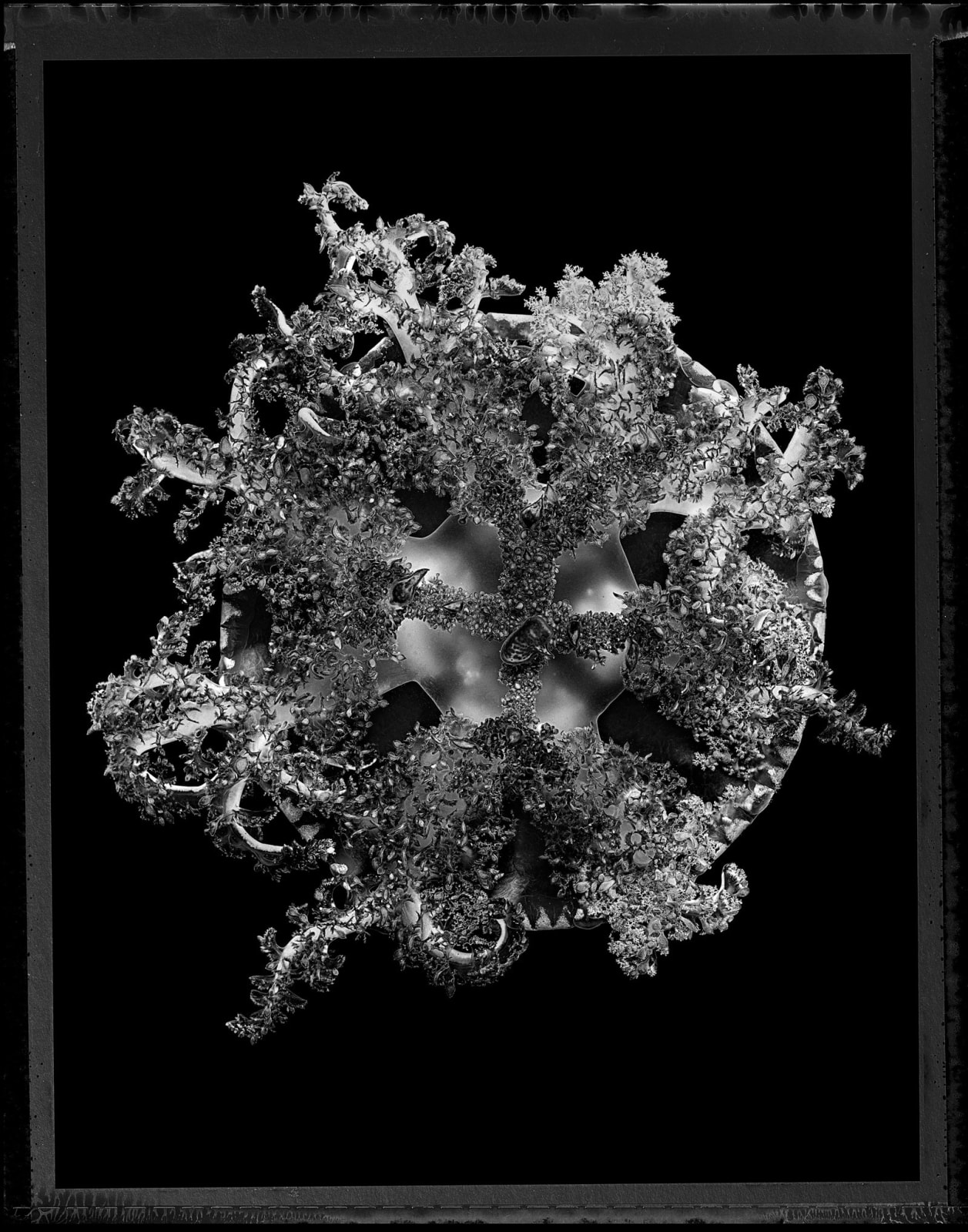 Jan Schlegel jellyfish photograph