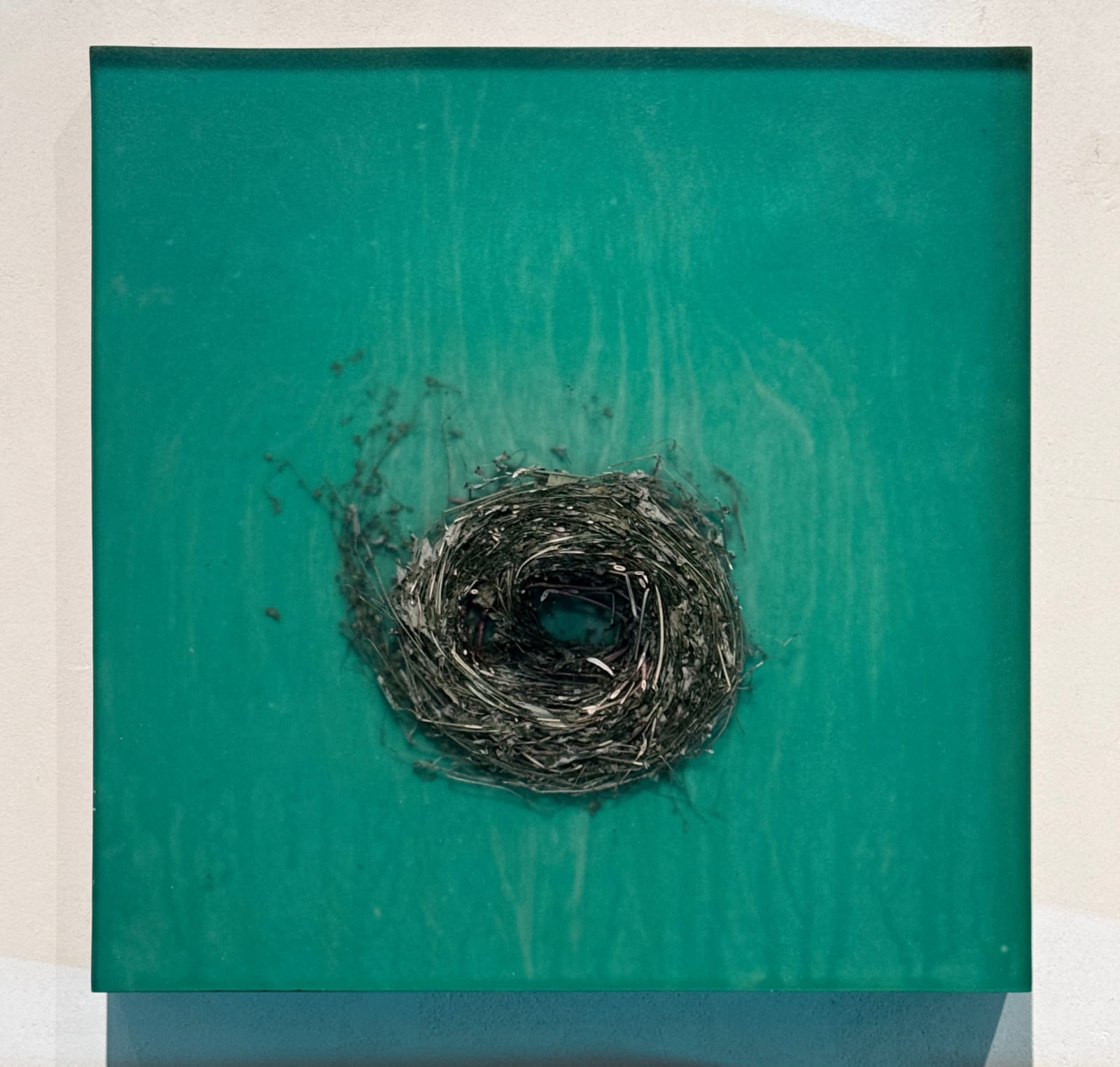 Mayme Kratz know resin and spurge nature in art