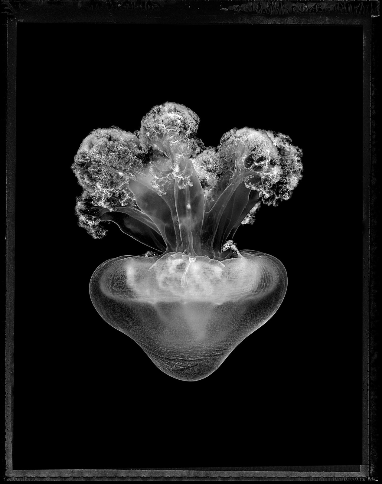 Jan C Schlegel, Rhizostoma lutem, Plate II