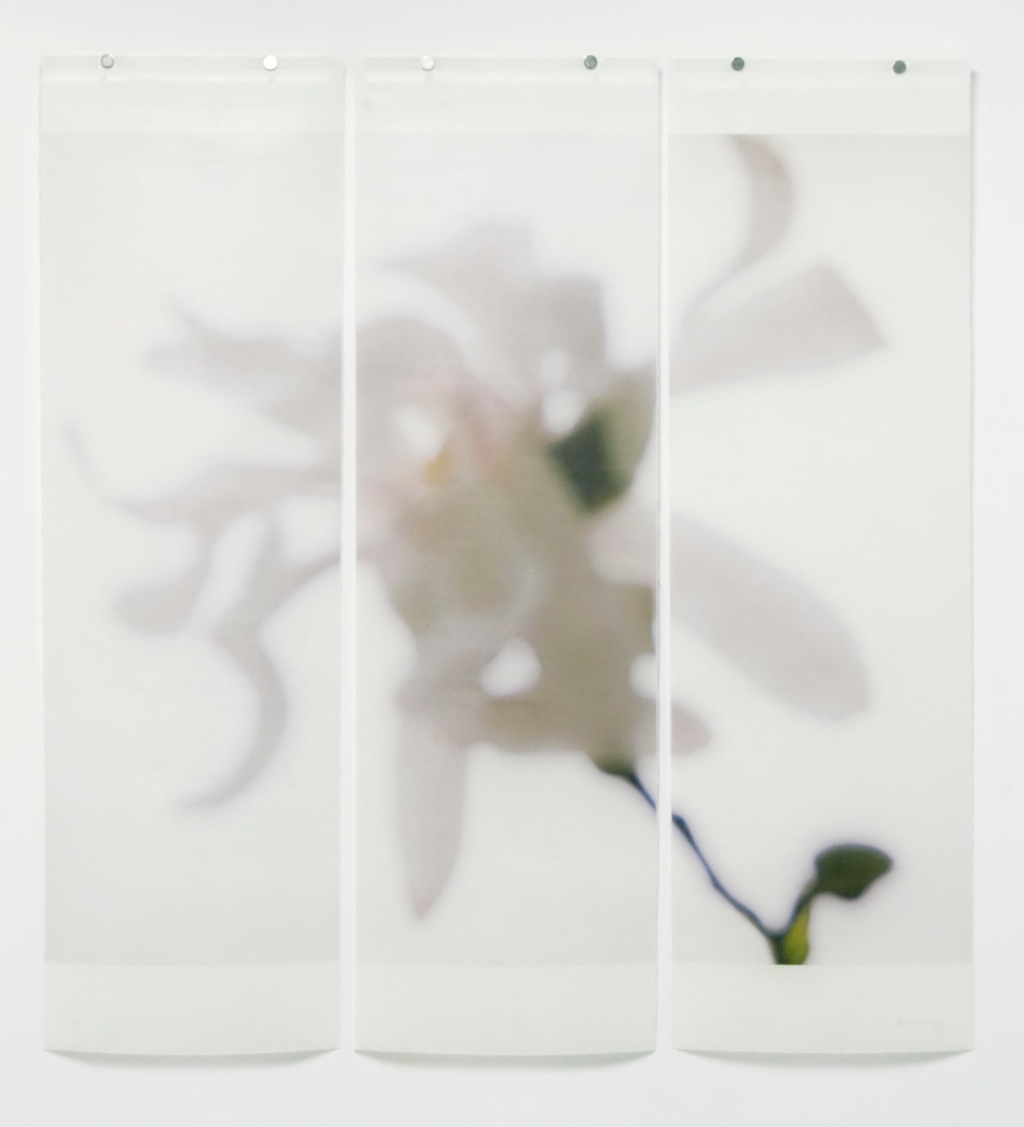 Jeri Eisenberg, Star Magnolia No. 5