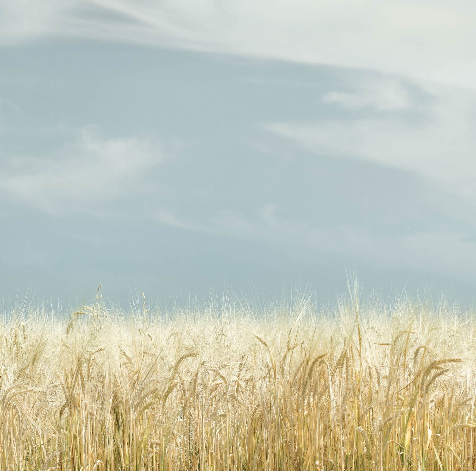 Jim Westphalen wheat field and sky available at Gilman Contemporary